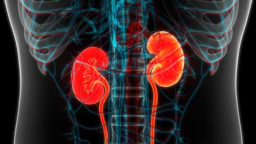 Kidneys on black background